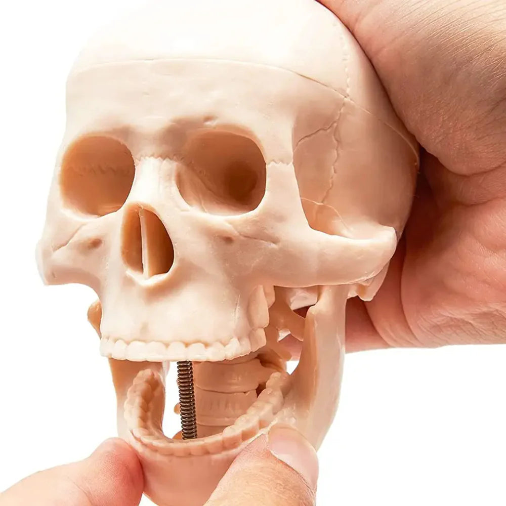 Esqueleto Humano Armable